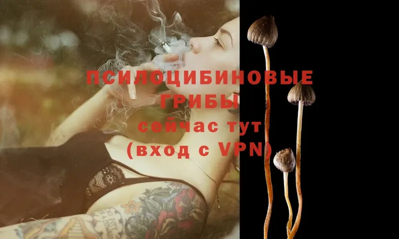 продажа наркотиков  Всеволожск  Псилоцибиновые грибы Psilocybe 